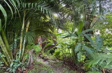 Ensemble 4 habitations + 4 piscines - Terrain 4845m2 - RIVIERE PILOTE