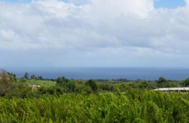 Beau terrain plat - Basse-Pointe