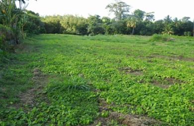 Beau terrain plat - Basse-Pointe