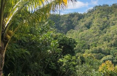 Vente Terrain 1100m&sup2; Le Morne Vert