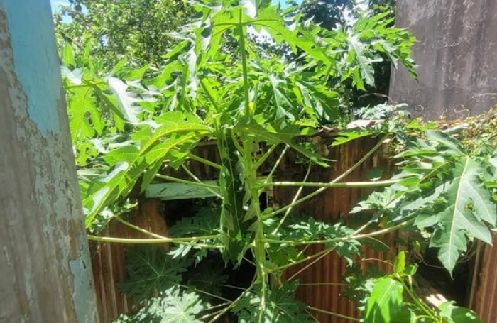 Emplacement d'exception avec maison vétuste