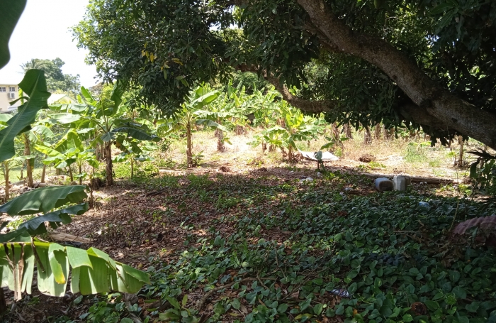 CAPESTERRE Terrain 2763 M2 'Fond Cacao'