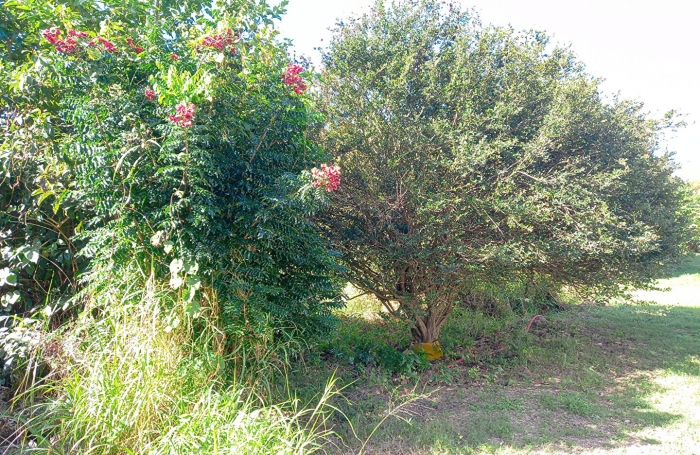 Vente Terrain 1013m² Sainte Anne