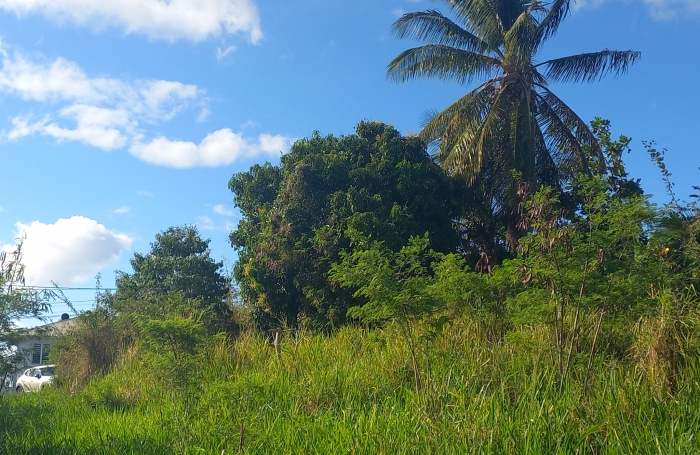 Spacieux Terrain à Vieux Habitants : Espace 4 956 m2, Calme et à Proximité de Basse Terre