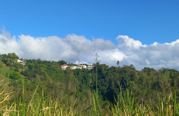 Spacieux Terrain à Vieux Habitants : Espace 4 956 m2, Calme et à Proximité de Basse Terre