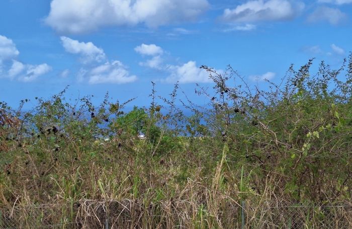 Spacieux Terrain à Vieux Habitants : Espace 4 956 m2, Calme et à Proximité de Basse Terre