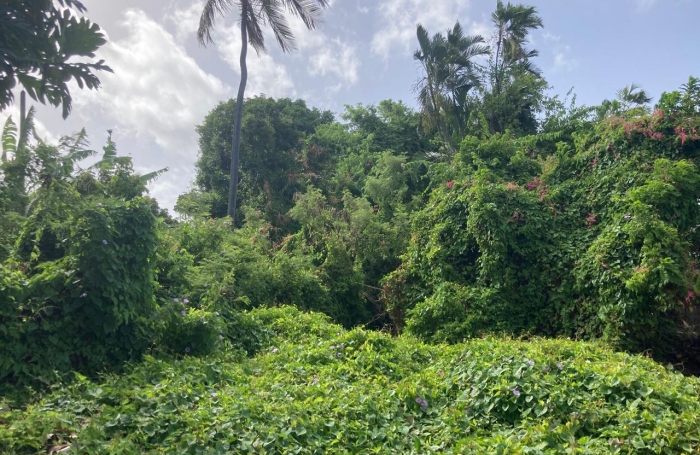 À vendre   Terrain constructible de 2999 m2 à Basse-Terre