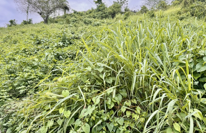 Terrain d'environ 1200 m2 - LES ABYMES