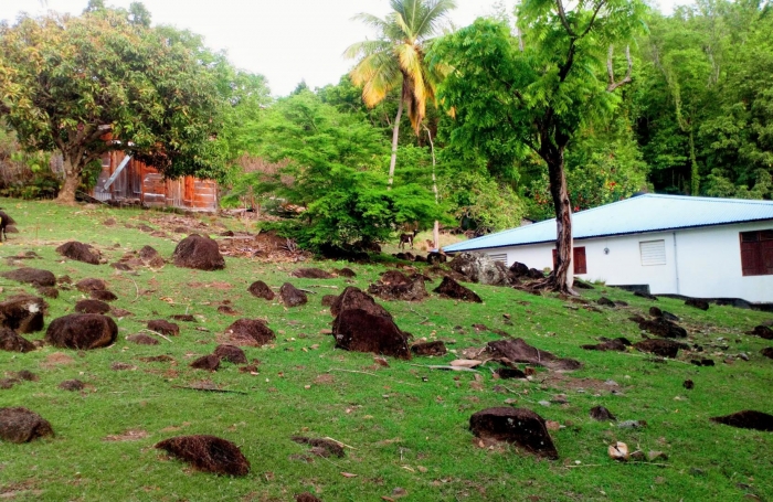 Terrain à vendre à Bouillante - Opportunité pour un projet d'investissement ou de construction