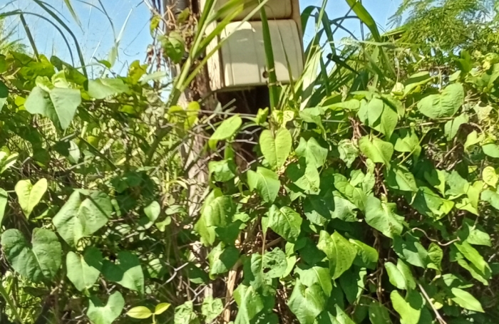 GOURBEYRE  BLANCHET TERRAIN A BATIR DE 545 M2