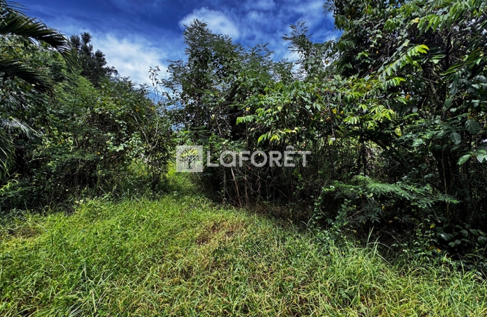 Vente Terrain 801m&sup2; Anse-Bertrand