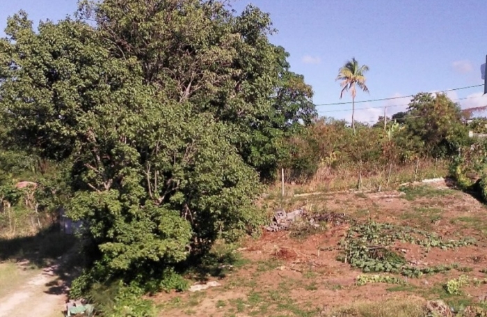 Ne passez pas à côté de ce Beau terrain de 1000 m2 avec vue sur la mer à vendre à VIEUX HABITANTS