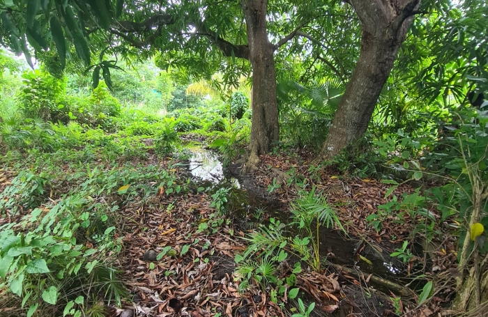 Vente Terrain 1196m&sup2; Le Moule