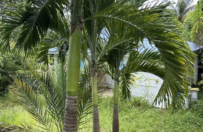 Vente Maison 51m&sup2; 4 pièces Gosier