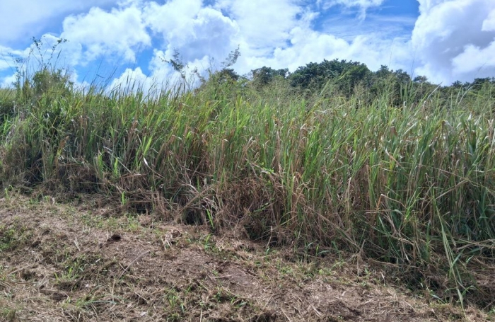 Vente Terrain 7291m&sup2; Sainte Rose