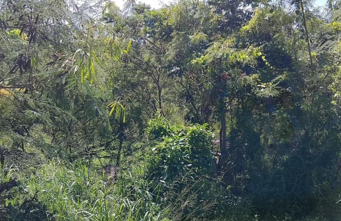 Vente Terrain 4268m&sup2; Pointe-Noire