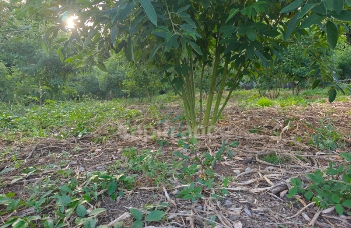 Vente Terrain 1043m&sup2; Baillif