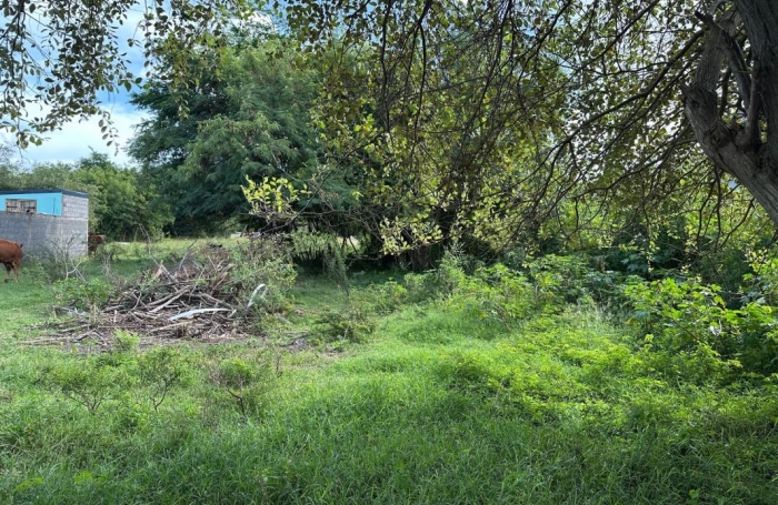 Vente Terrain 540m&sup2; Anse-Bertrand