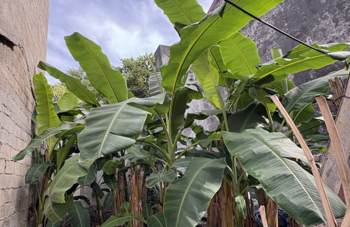 TERRAIN 53M2 POINTE-A-PITRE PROCHE TRIBUNAL