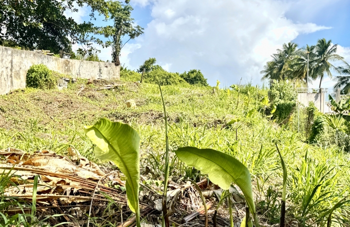 Goyave : terrain à vendre avec Longfort Immobilier