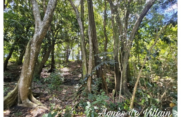 Vente Terrain 3502m&sup2; Bouillante