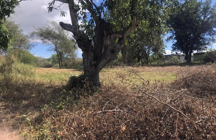 Vente Terrain 6389m&sup2; Sainte Anne