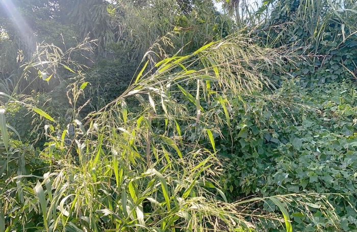 Vente Terrain 585m&sup2; Gosier