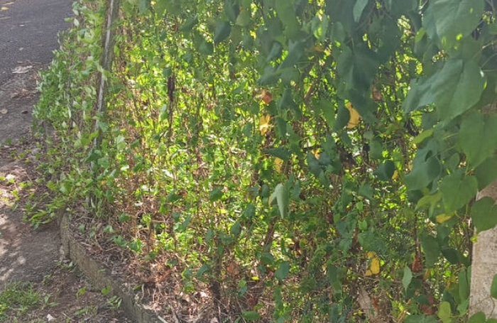 Vente Terrain 545m&sup2; Gourbeyre