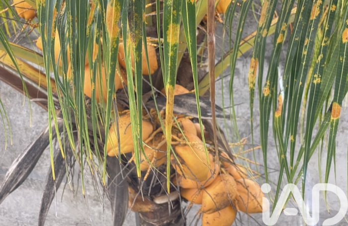 Location Appartement 82m&sup2; 3 pièces Morne &agrave; l'eau