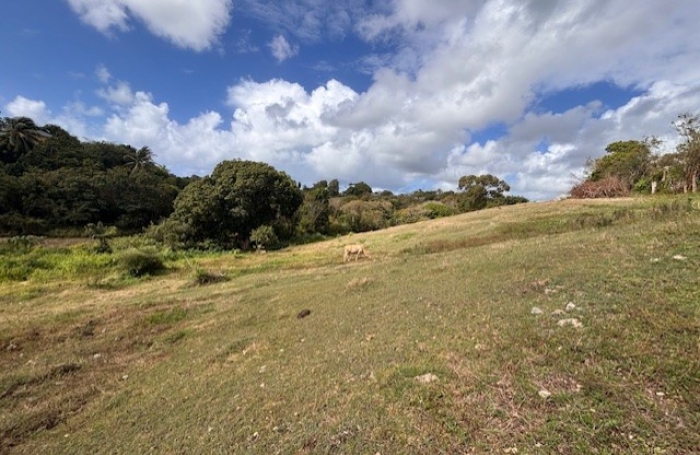 Vente Terrain 97180