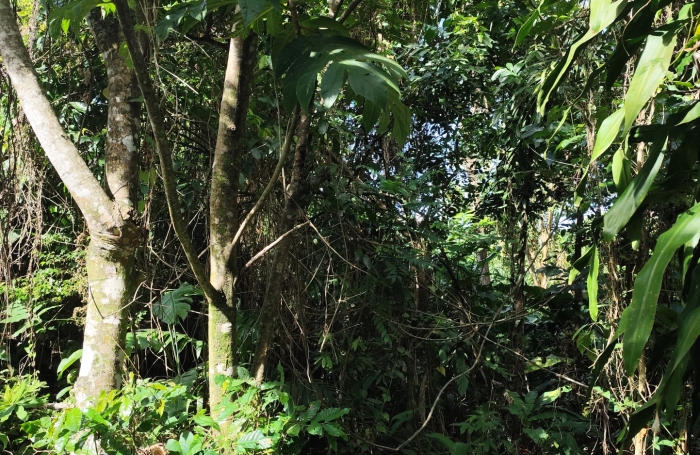 EXCLUSIVIT&Eacute;-TERRAIN A VENDRE-BOUILLANTE-BOIS MALHER- ENVIRONNEMENT CALME