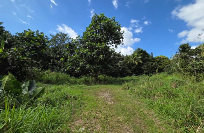 Vente Terrain 97115