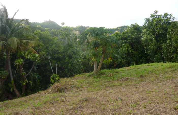 GOURBEYRE Terrain de 1200m2