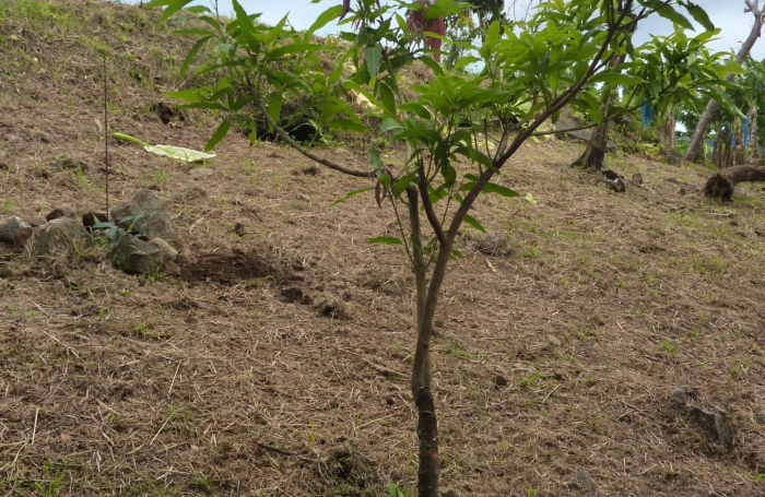 GOURBEYRE Terrain de 1200m2