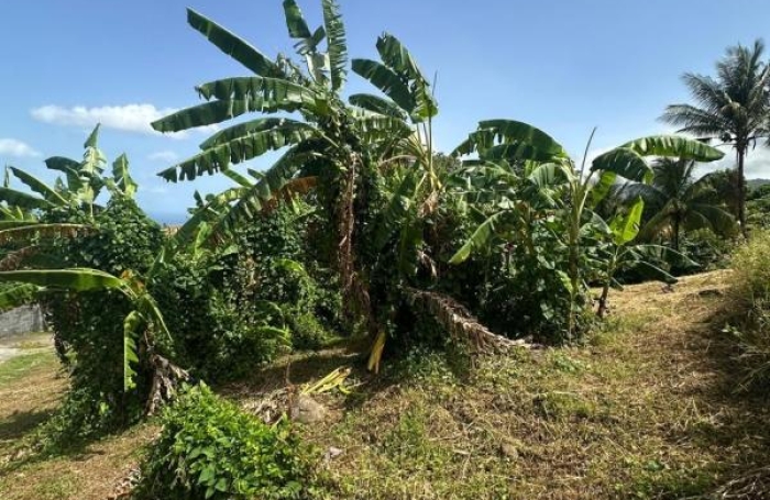 Vente Terrain 1111m&sup2; Gourbeyre