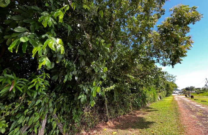 Vente Terrain 1000m&sup2; Cayenne