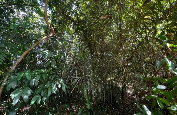 Vente Terrain 1000m&sup2; Cayenne