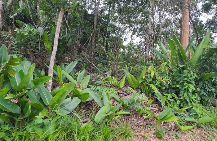 Vente Terrain 3444m&sup2; Matoury