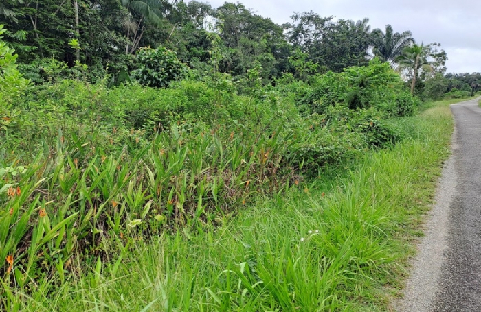 Vente Terrain 3444m&sup2; Matoury