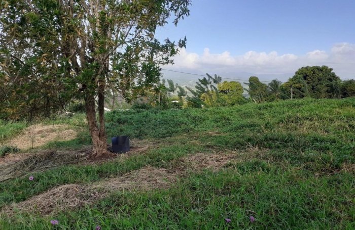 Vente Terrain 1704m&sup2; Le Lamentin