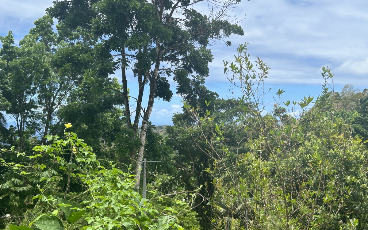 Sainte Luce - Terrain de 2906 m2 avec vue mer - 335 000 €