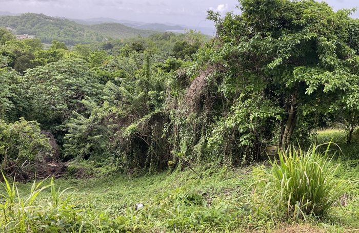 Terrain pentu, Magdelonette - LE FRANCOIS