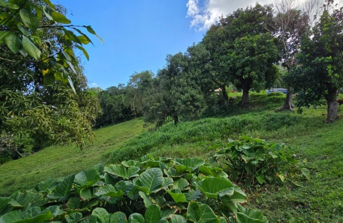 Vente Terrain 1373m&sup2; Le Robert