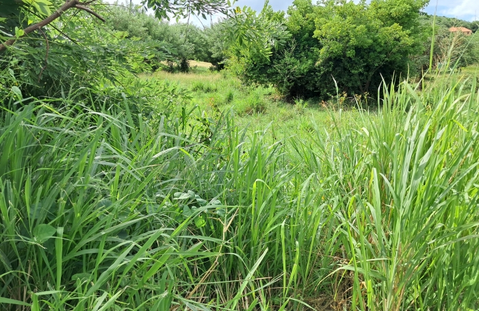 Pointe Faula parcelle 599M2 de plain-pied