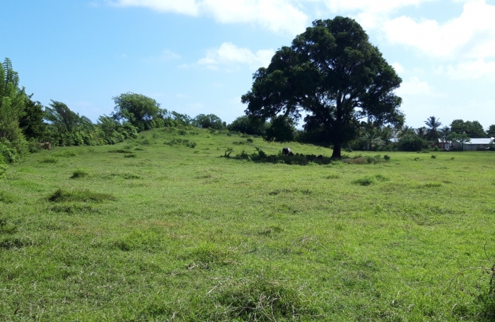  Sur la plage...parcelle de 468 m2 à la Pointe FAULA