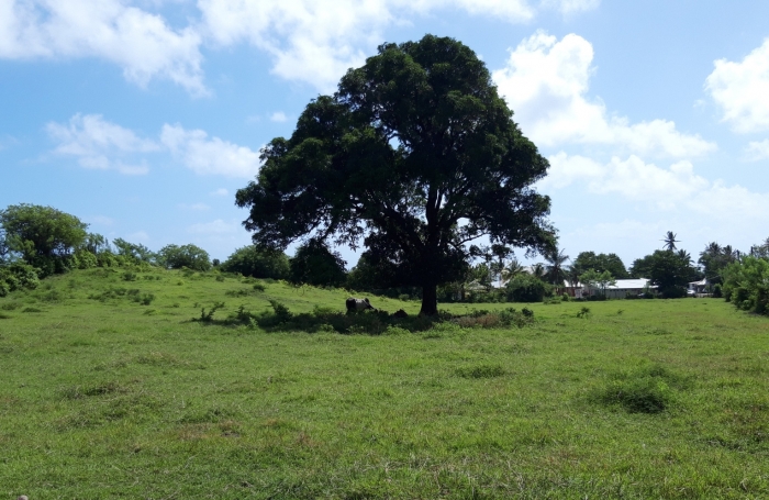  Sur la plage...parcelle de 468 m2 à la Pointe FAULA