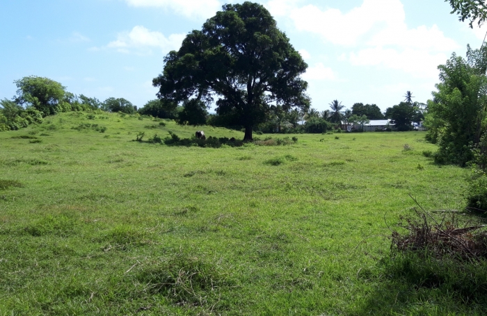  Sur la plage...parcelle de 414m2 à la Pointe FAULA
