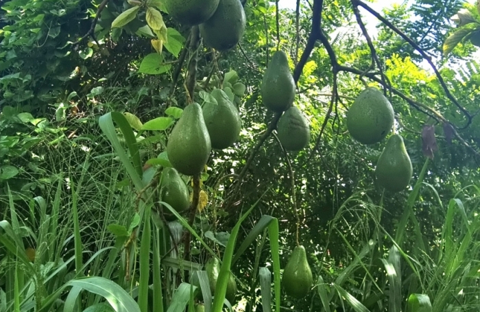 Vente Maison 250m&sup2; 9 pièces Ducos