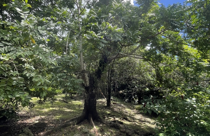 Vente Maison 68m&sup2; 3 pi&#232;ces Rivière Pilote