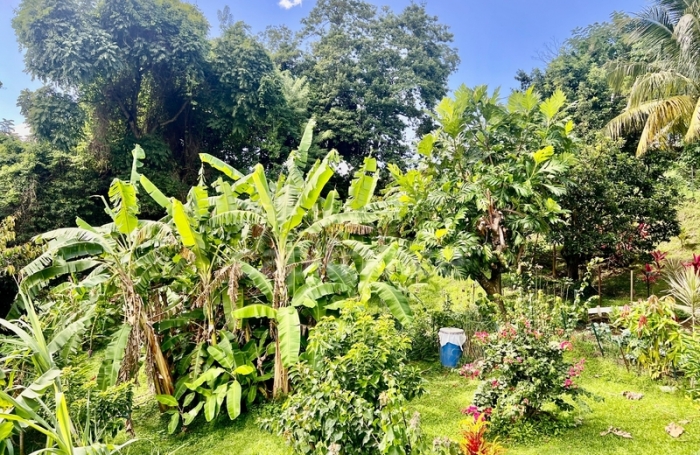 Vente Maison 239m&sup2; 9 pi&#232;ces Le Morne Vert